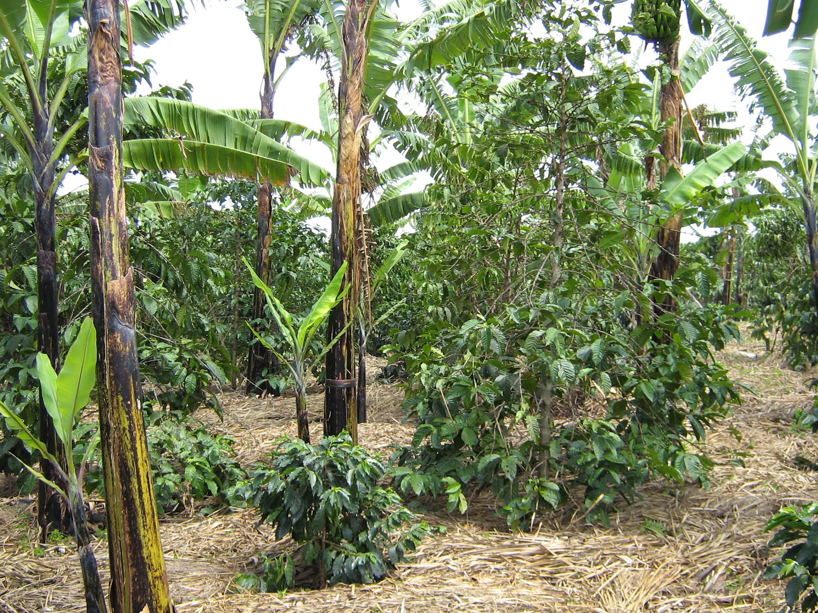 IITA News and Updates Work smart not hard Boosting