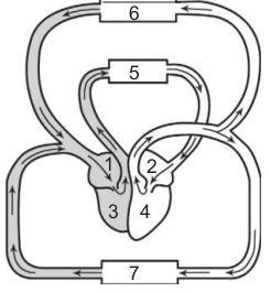 Soal ulangan akhir semester gasal IPA kelas 6 SD