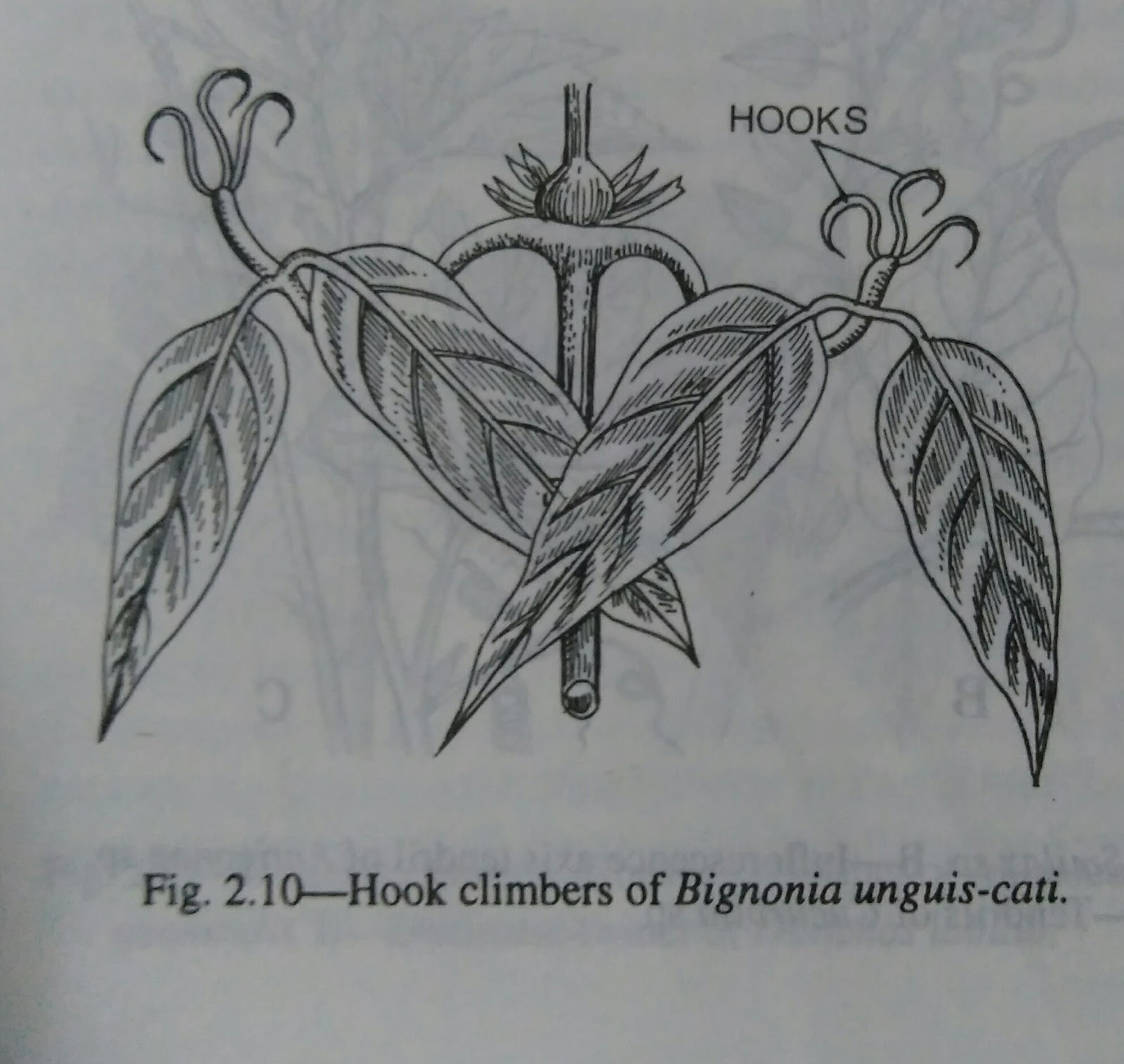 Stems kinds of stems, strong stems,weak stems digieduco