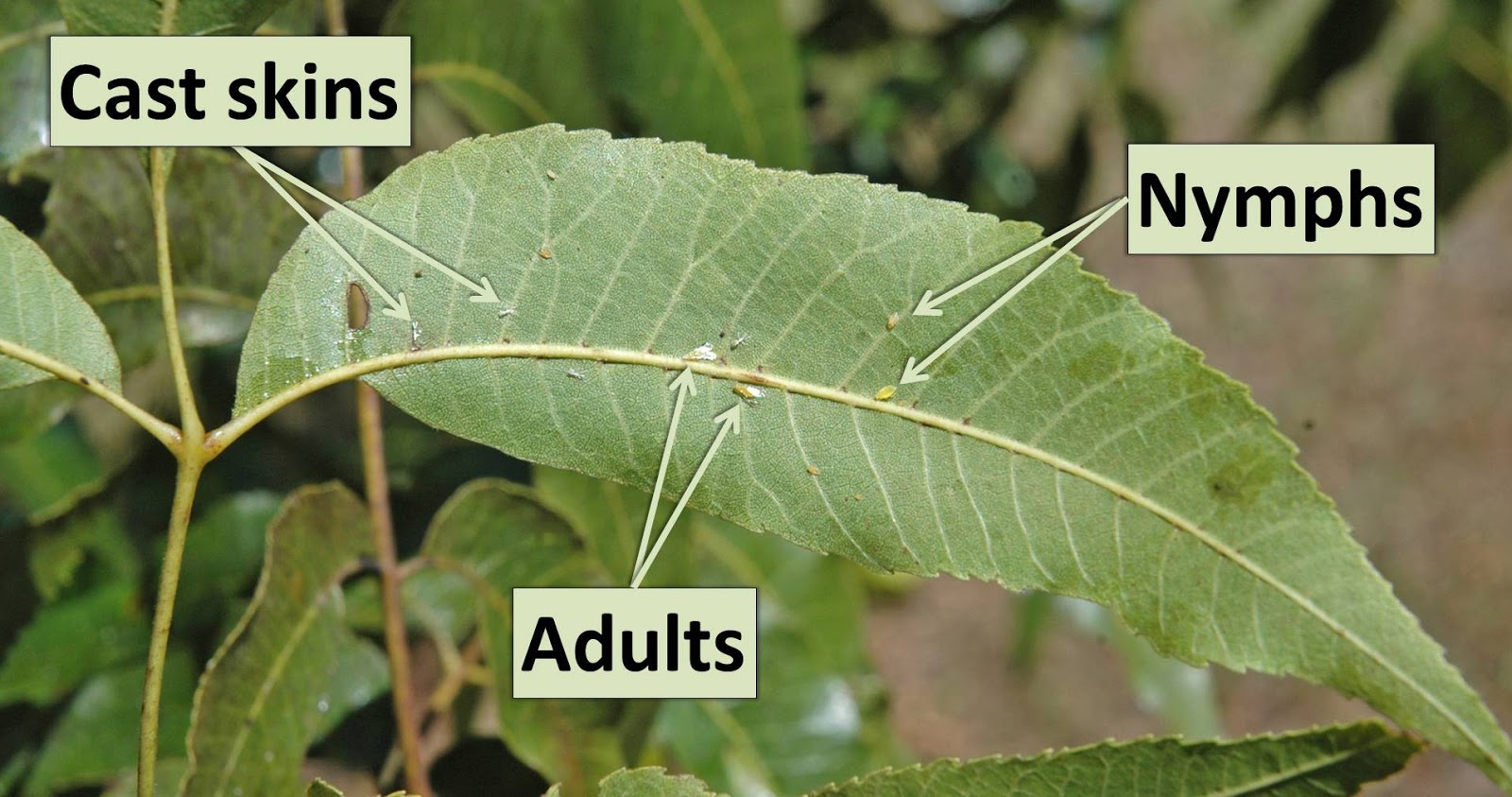 Northern Pecans Pecan trees dripping sap?