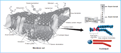 Struktur membran sel dan fosfolipid