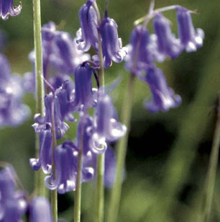 Bunga Bluebell dengan nama latin dikenal dengan Hyacinthoides non Bunga Bluebell