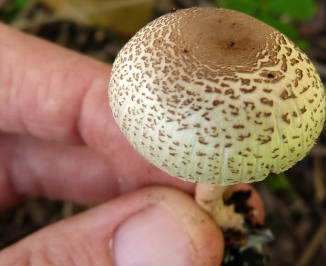 champignon mushroom