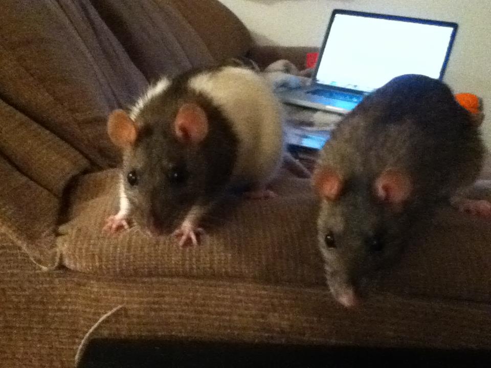 Reasons to Love Rats