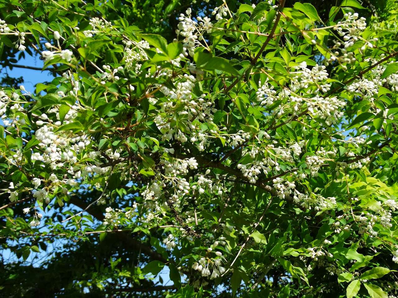 故有事 5月の白い木の花 White tree's flowers in May. 故有事 5月の白い木の花 White tree's flowers in May.