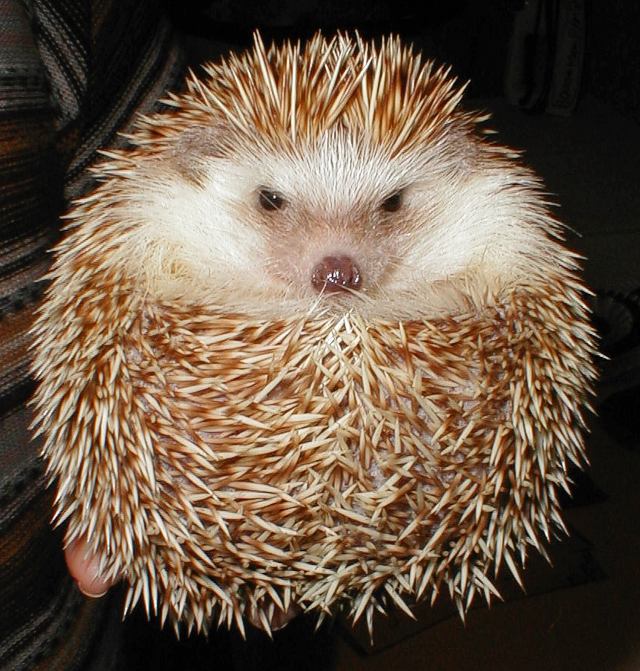 Plenitude A lição do porcoespinho