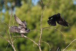 bird fastest faster earth than grew quickly distance birds between