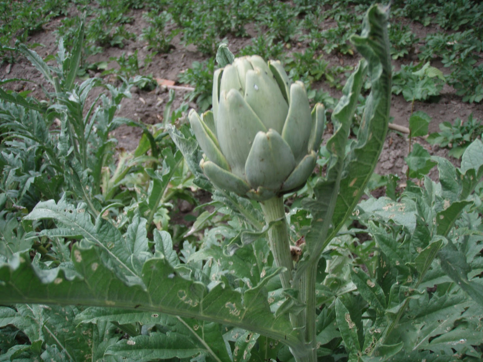 Huerta del Chorrillo ALCACHOFAS