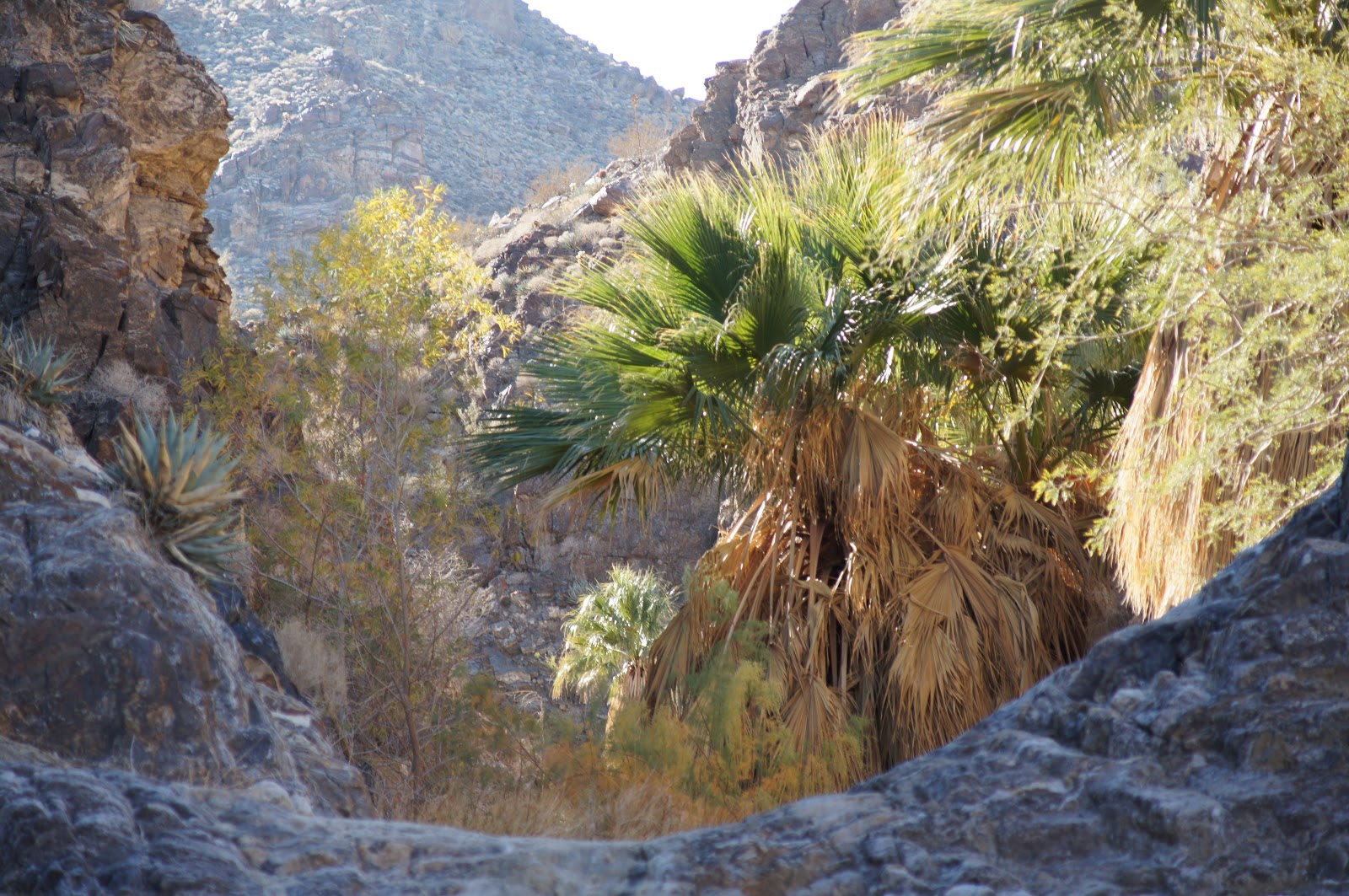 Mamma Quail Hiking California Once Again on The Chase Carrizo Canyon at Palm Desert