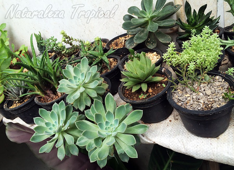 Colección de plantas suculentas cultivadas en pequeñas macetas plásticas