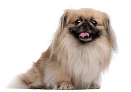 Anjing Ras Pekingese
