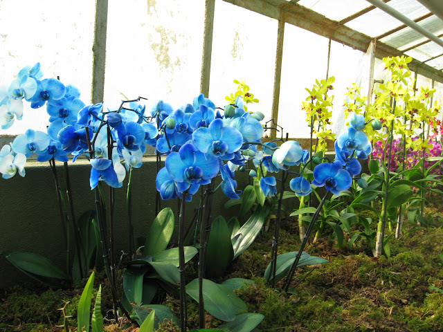 orchidea blu