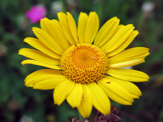 Keltainen kukka.