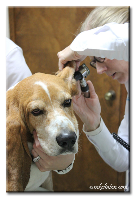 Veterinarian looking inside Basset Hound's ear.