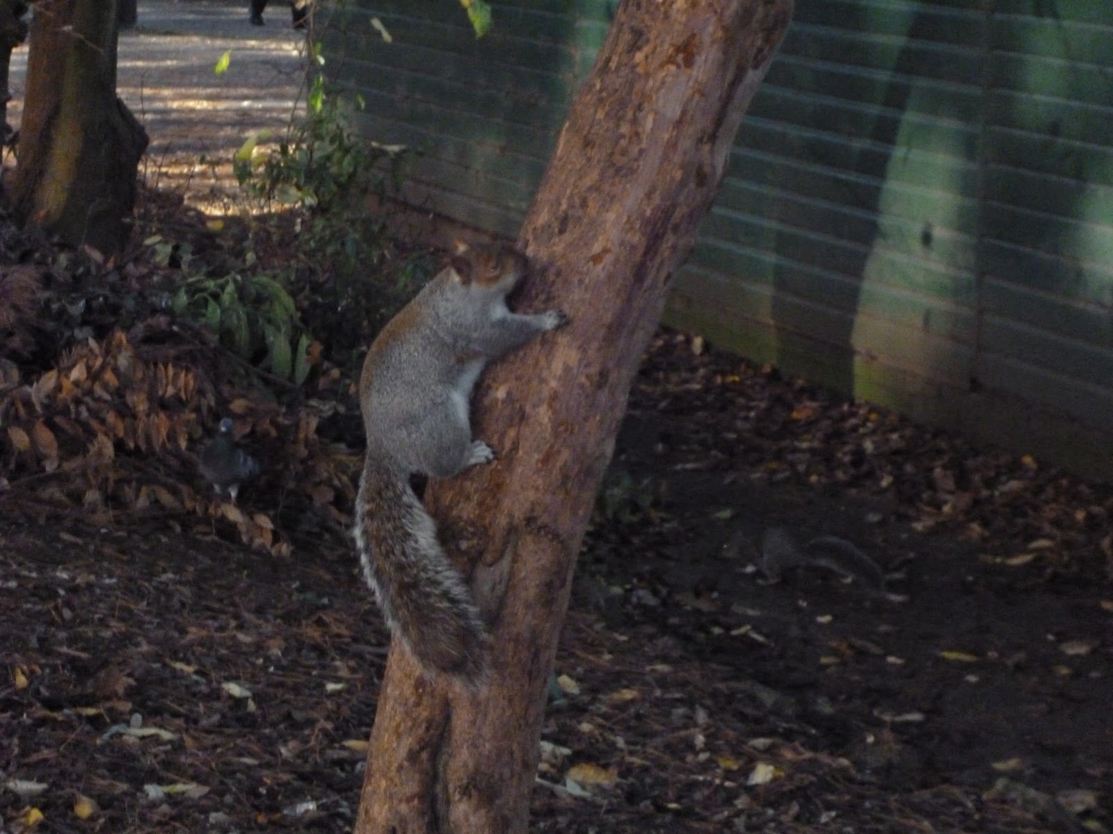 Literary Scribbles Squirrel Nutkin
