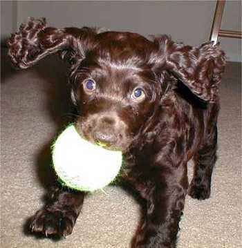 Sporting Puppies Pictures