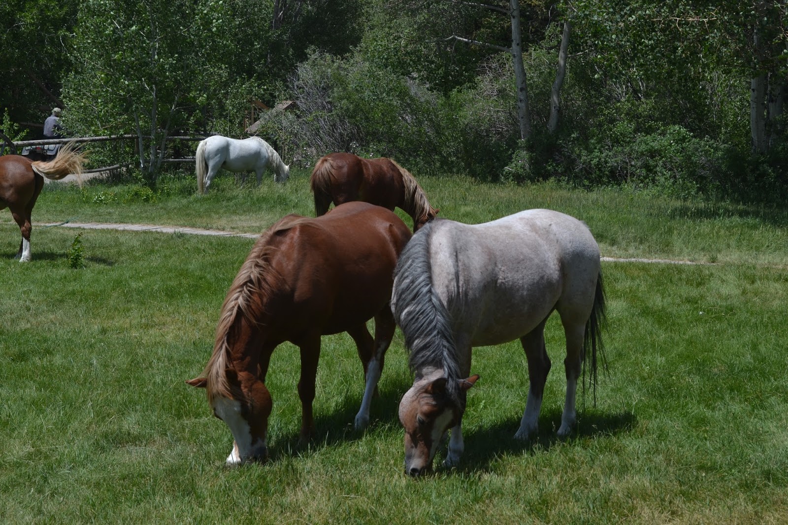 Do Horses Neigh When They Run? Should horses eat clover?