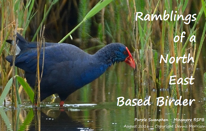 North East Birder Ramlings