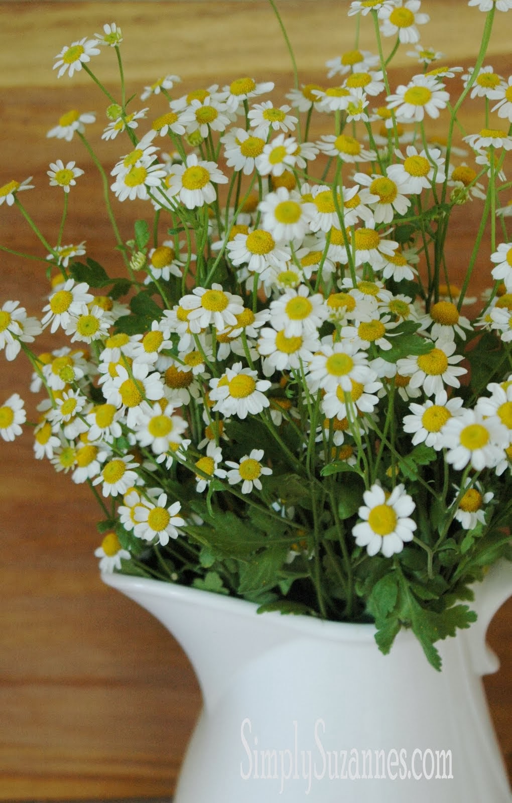 chamomile