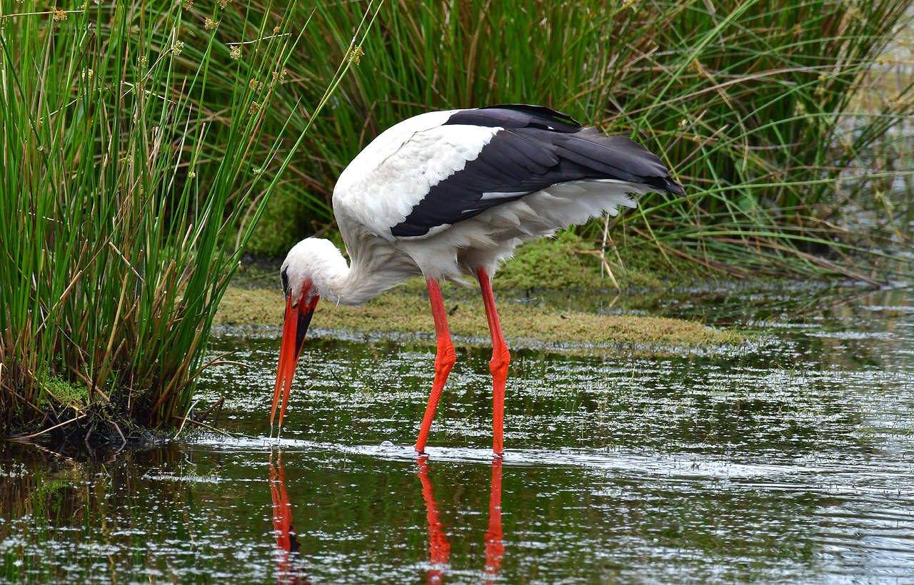 Vogels spotten - vogelsoorten register: Ooievaar