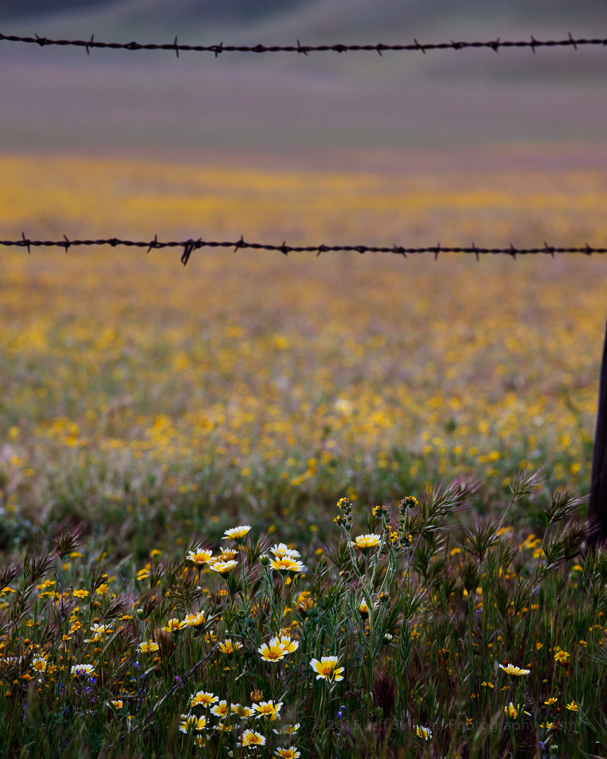 Jeff Sullivan Photography Shell Creek Road Wildflowers, Paso Robles