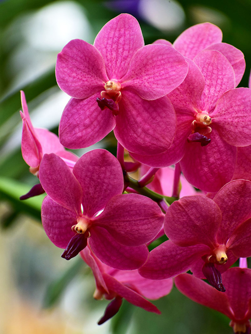 Orchid Daze 2019 | Atlanta Botanical Garden | Photo: Travis Swann Taylor