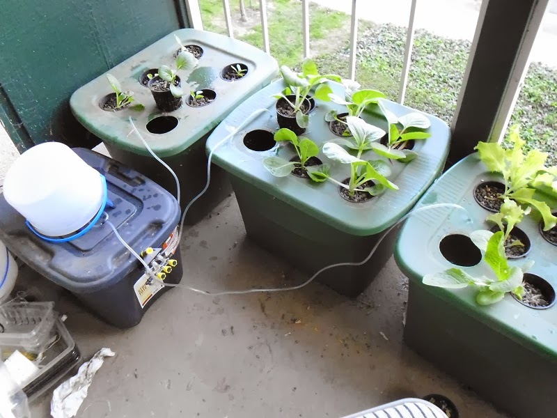 Hydroponic system upgrade (Kratky to DWC) Greens and Machines