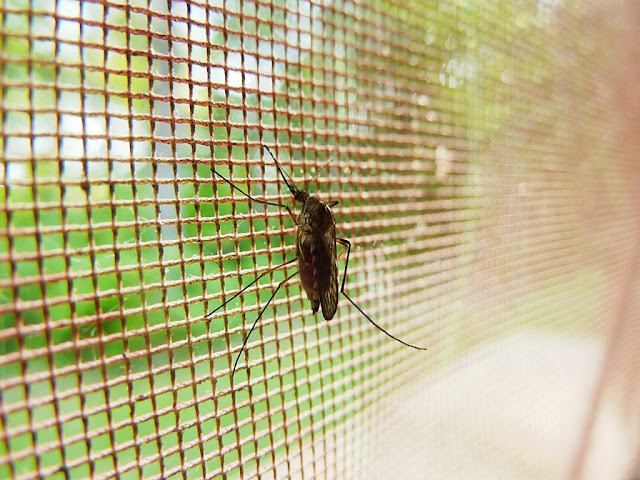 Ikuti 5 Cara Ini untuk Mengusir Rumah Anda yang Banyak Nyamuk