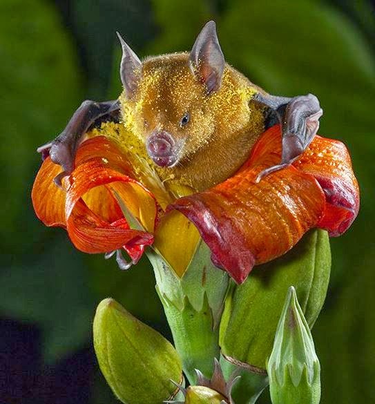 bensozia A Bat and a Flower