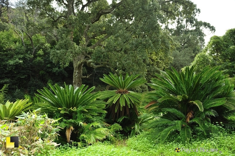 cycas et chene liege de 300 ans photo Pascal Blachier