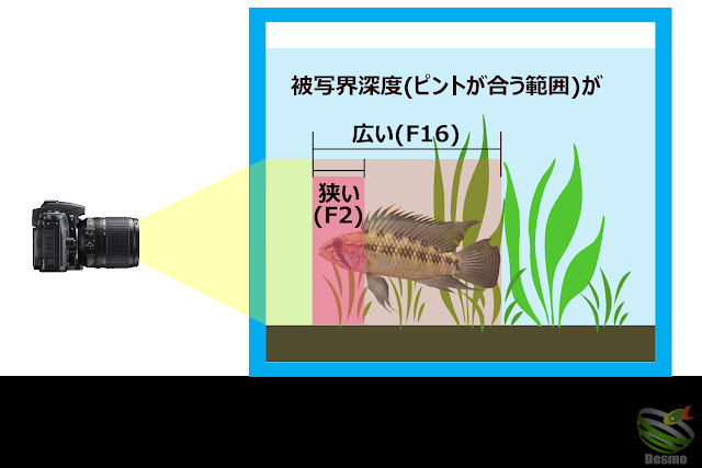 アピストグラマ撮影方法