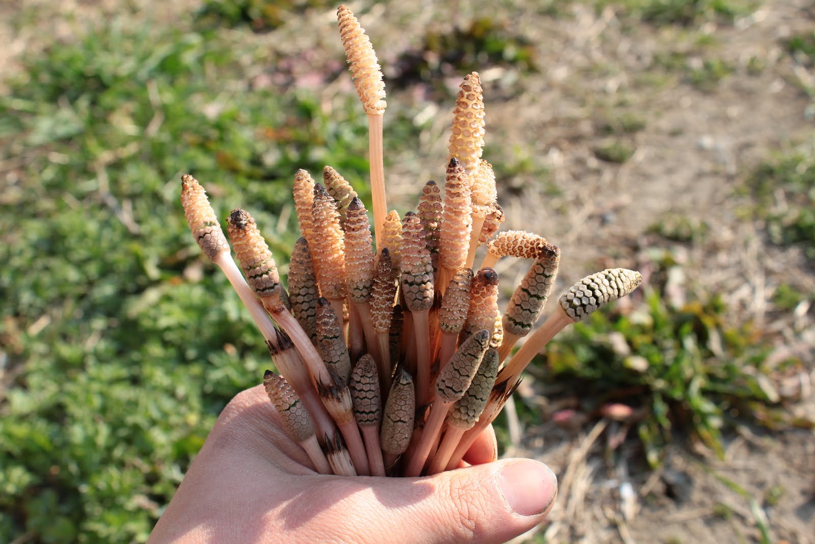 Discovery Organic Life 自然探しの生活 春の宝 つくし