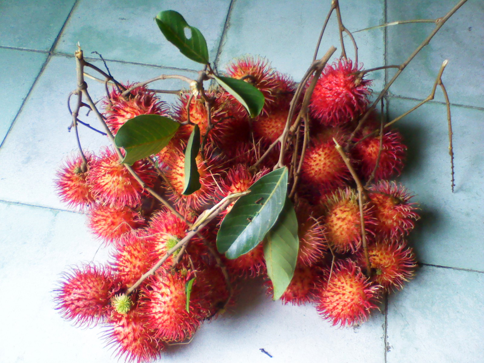 Rambutan | Bismar Maulani