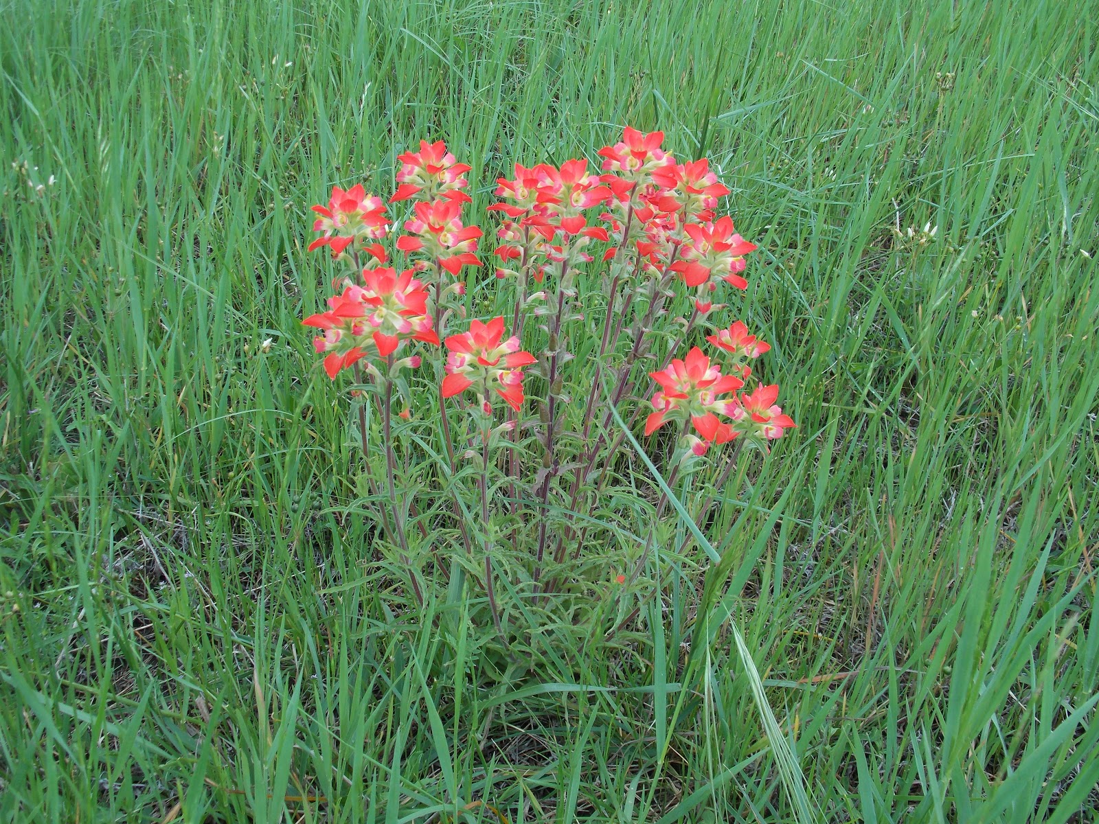 The Schramm Journey Spring Wildflowers of Central Texas