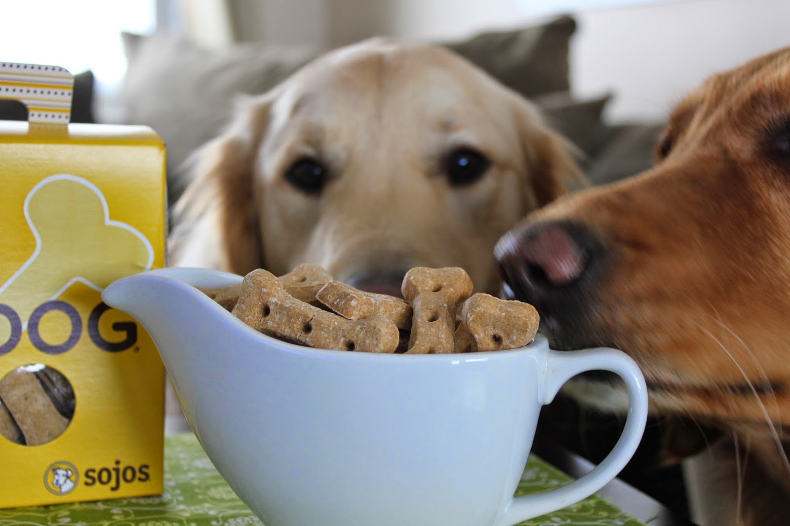 dogs and Sojos dog biscuits for big dogs