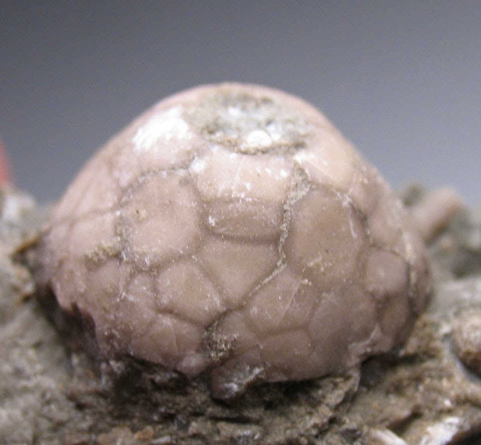 Louisville Fossils and Beyond Indiana State Fossil Elegant Sea Lily?