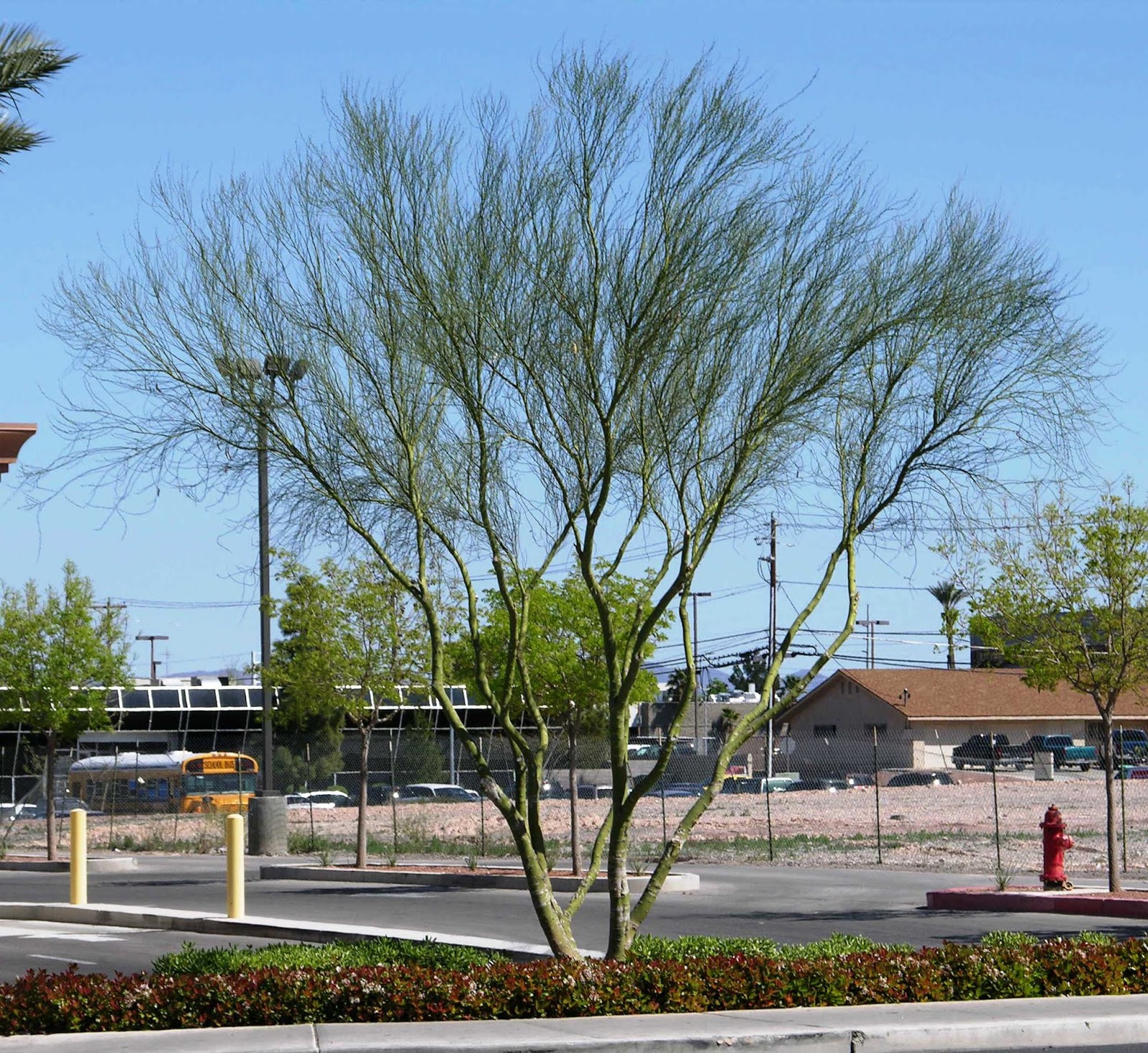 Xtremehorticulture of the Desert Reasons for Palo Verde Limb Dieback
