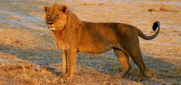 http://www.wildlife-pictures-online.com/lion-facts.html