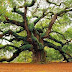 The 1,500 Years Old Fairy-Talesque Angel Oak Tree on Johns Island, South Carolina, USA
