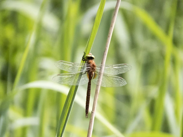 Top places to visit in the Netherlands: Dragon fly at Biesbosch National Park