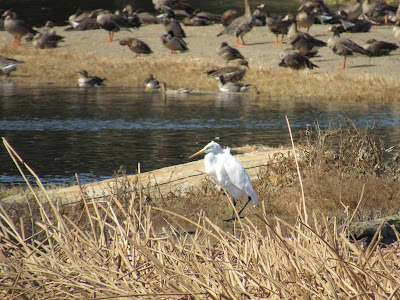 Colusa National Wildlife Refuge