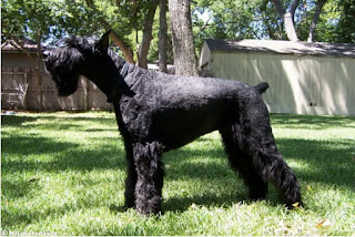 Best Giant Schnauzer for Guard Dog giant schnauzer