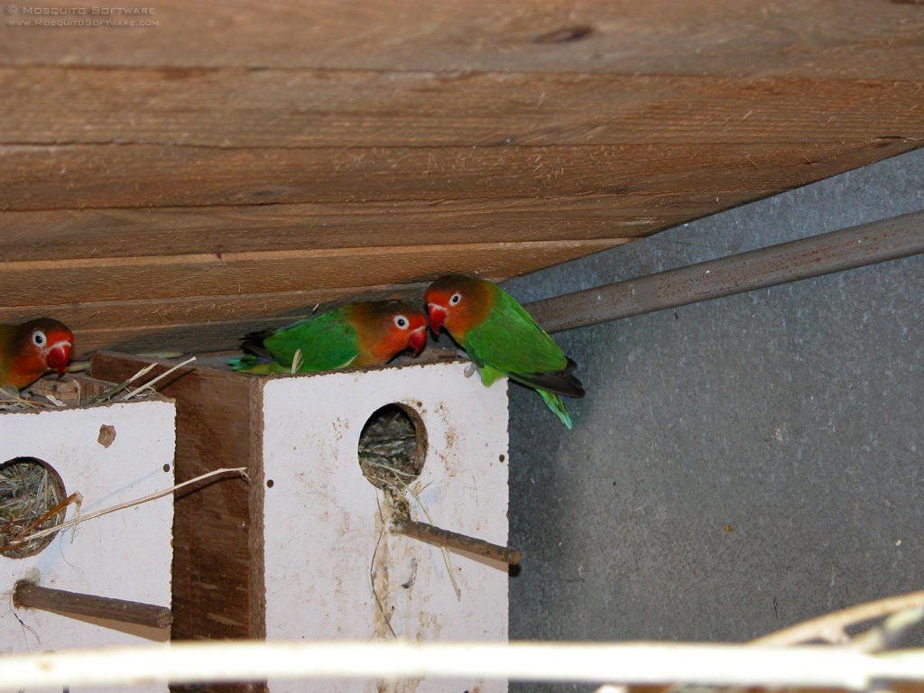 Bird In Everything Lovebird Nest Box