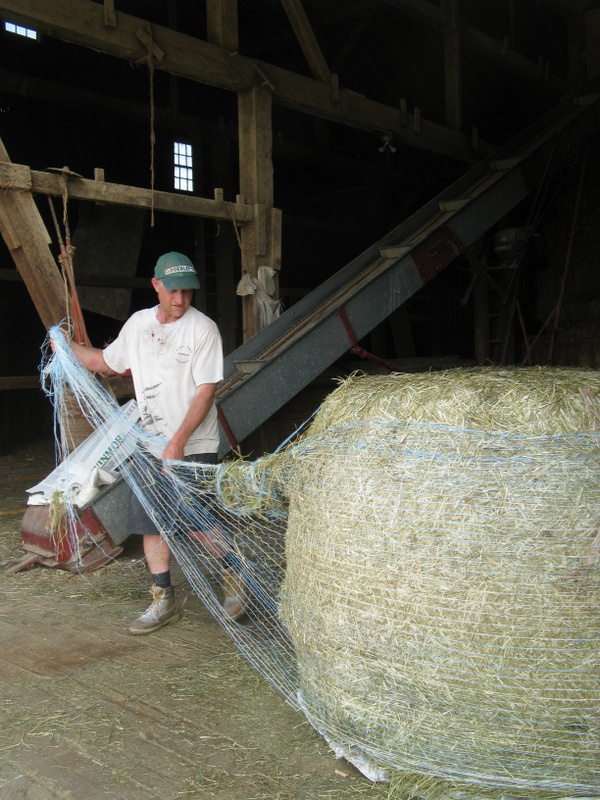 Happily married...to the cows! Feeding the Rye Grass...