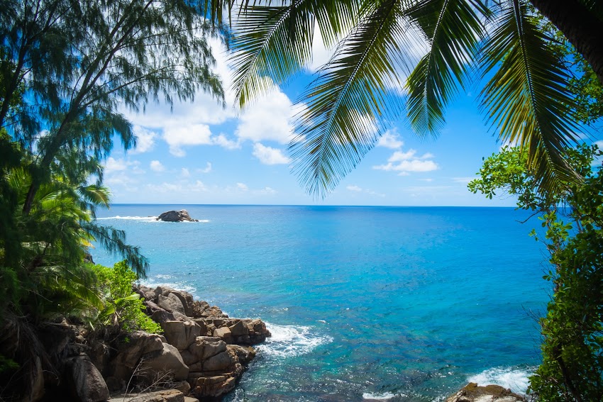 Green Palm Trees on Beach Shore Under Blue and White Sunny Cloudy Sky Green Palm Trees on Beach Shore Under Blue and White Sunny Cloudy Sky