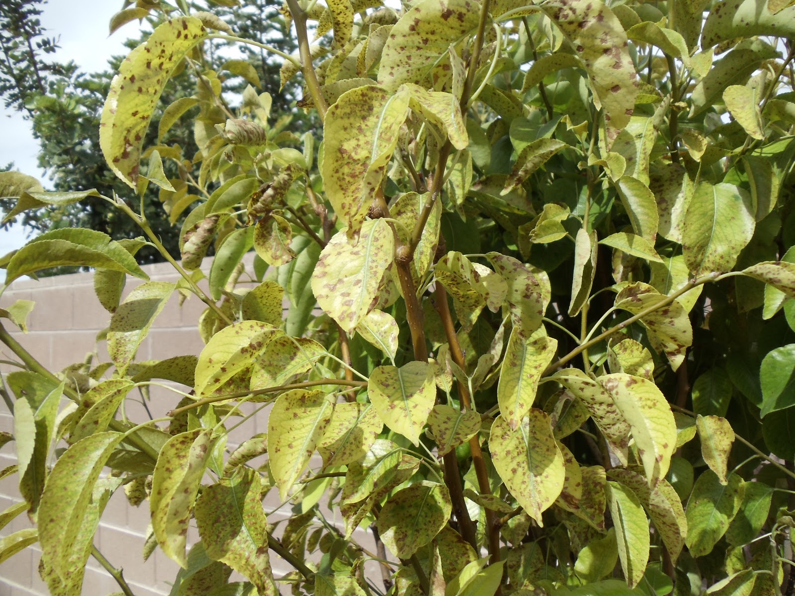 Xtremehorticulture of the Desert Leaf Edges Browning on Pear