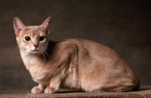 Abyssinian Kedi Irkı ve Özellikleri