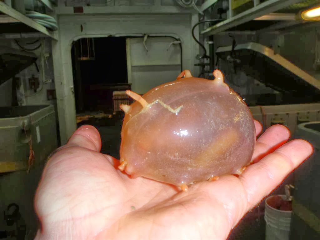 [Image: sea_pig.jpg]