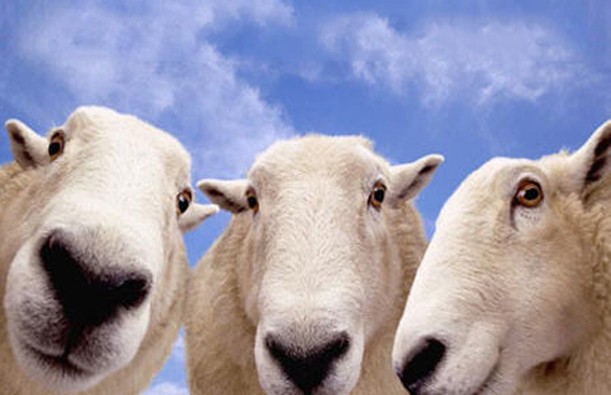 Kurbanlık hayvanın vasıfları Hakiki Dinimiz İslam