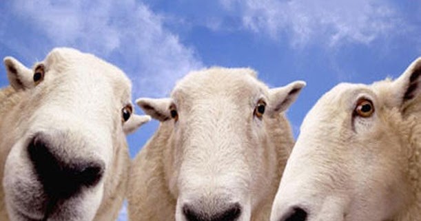 Kurbanlık hayvanın vasıfları Hakiki Dinimiz İslam